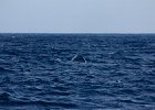WhaleWatching 016